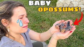 I RESCUED ORPHANED BABY OPOSSUMS!