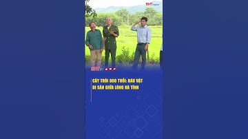 Cây Trôi 800 tuổi: Báu vật di sản giữa lòng Hà Tĩnh | Hà Tĩnh TV