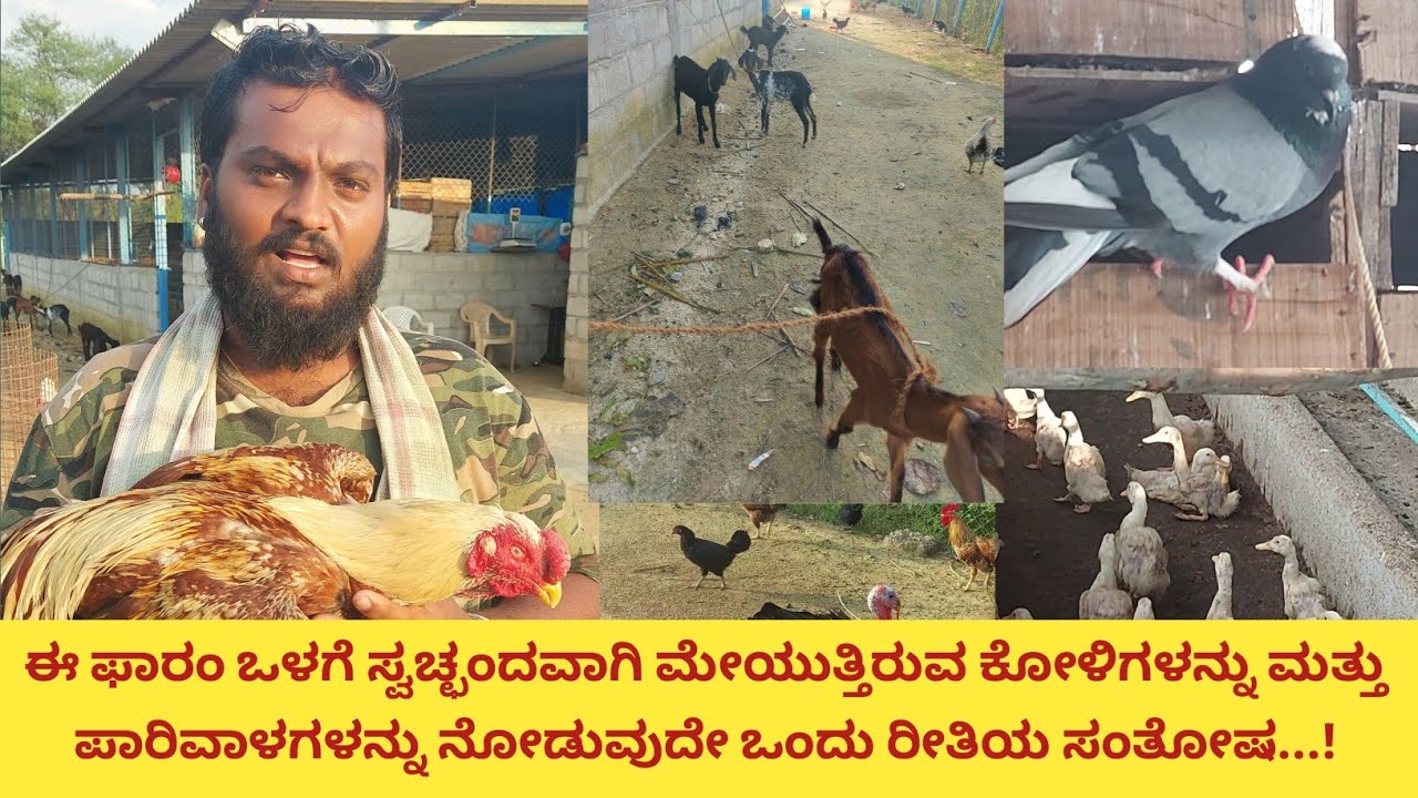 ಈ ಫಾರ್ಮ್ ನಲ್ಲಿ ಪ್ಯೂರ್ ನಾಟಿ ಕೋಳಿ ಬಾತುಕೋಳಿ ಪಾರಿವಾಳ ಟರ್ಕಿ ಕಡಕ್ ನಾಥ್ ಬೆಂಕಿಕೋಳಿ ಮತ್ತು ಮೇಕೆಗಳನ್ನು ಸಹ...!