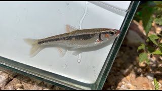 Microfishing: Missouri - Show Me Fish, Day 2, Pt 1