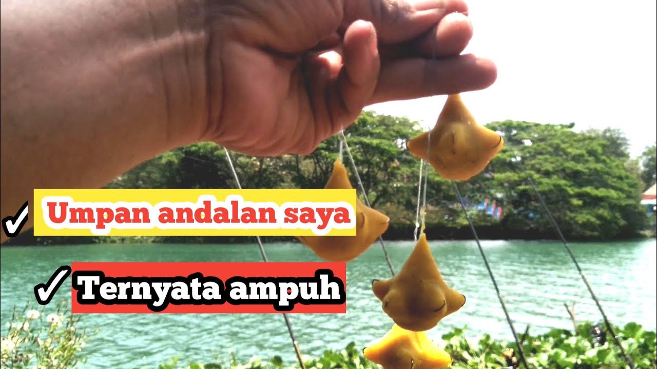 Ternyata masih ada Tanda-Tanda kehidupan ikan Belanak di muara sungai glagah (mullet fishing)