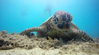 Green sea turtle eating algae on the Langford Reef, Great Barrier Reef