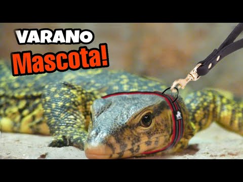 Video: Cómo hacer una casa para su mascota lagarto