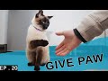 Teaching my Siamese cat to give paw. (He's so clever!) の動画、YouTube動画。