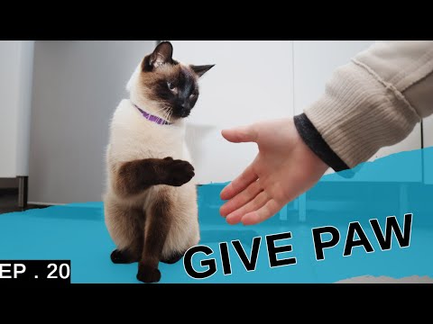 Teaching my Siamese cat to give paw. (He&rsquo;s so clever!)