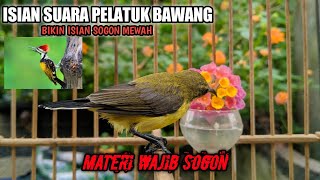 Download Lagu MASTERAN PELATUK BAWANG UNTUK ISIAN BURUNG SOGON PLUS TERAPI AIR MENGALIR! MP3