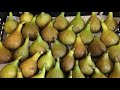 Best figs. Kadota Hybrid figs review. Figs growing. Гибрид Кадоты. Лучшие сорта инжира.