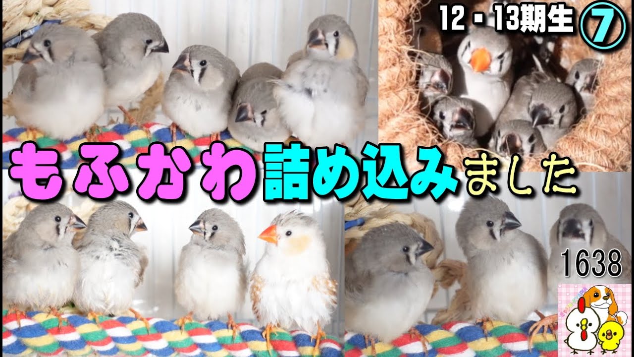 キンカチョウの雛特有の「可愛い❣」を詰め込みました｜12・13期生