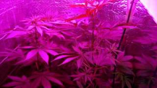 LED grow lights,No,HPS  ,Marijuana,medical cannabis,hemp# 7,indoors growing,howto