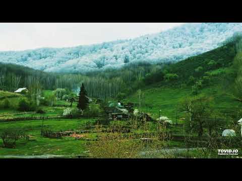 ჩემი დარგული ხე