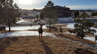 Meet my deer friends