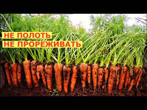 Видео: Что такое морковь Шантене - Как вырастить морковь Шантене в саду