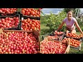 Борьба с урожаем, массовый сбор наших томатов. Краснодарский край.
