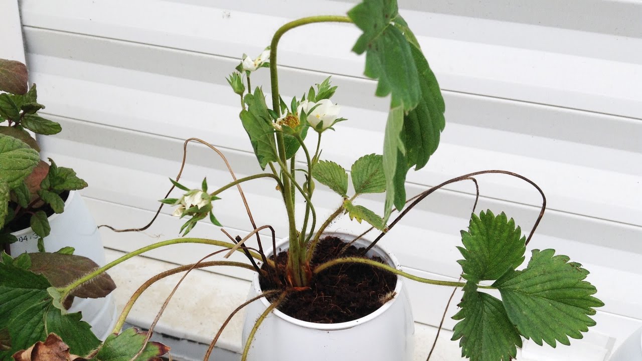 How to Plant and Grow Strawberries in plastic milk bottle or Hydroponic