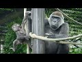 Baby Gorilla has improved his climbing Skills | Mom's Chest-beating! | Update on Kyoto zoo