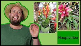 Die Pflege der Bromelien | Flol - YouTube
