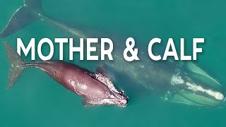 [Rare Footage] Swim Alongside a Right Whale and Her Calf