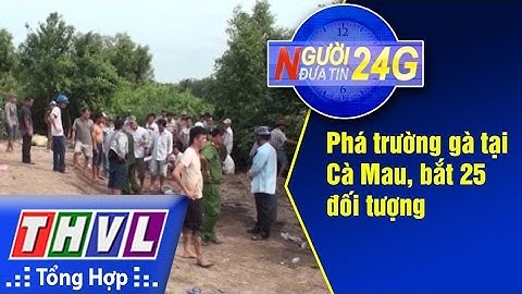 THVL | Người đưa tin 24G: Phá trường gà tại Cà Mau, bắt 25 đối tượng