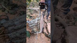 Así se aprovecha la madera de un árbol 💪🔥 #chainsaw #sthil #madera #asmr #woodworking