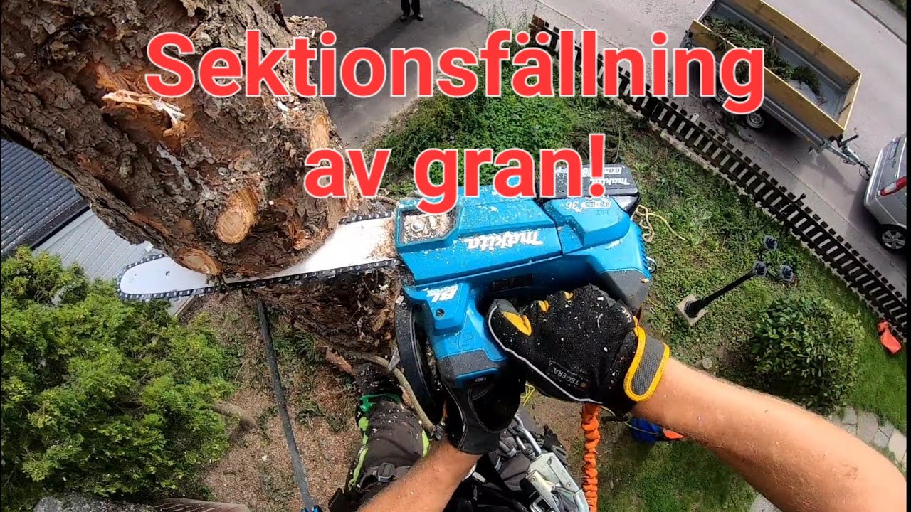 Sektionsfäller en gran på trång tomt.