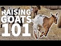 Raising goats 101  beginner faqs