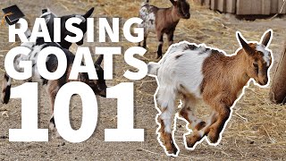 Raising Goats 101 : Beginner FAQS