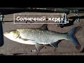 Солнечный жерех на стик ZB Raphael. Asp GoPro