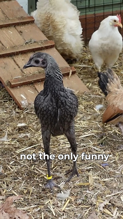 It’s just a few chickens! #chickenmath #chickenlandia #backyardchickens