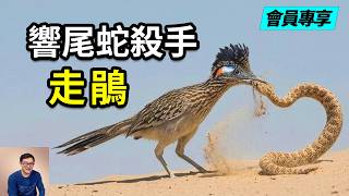 網紅界第一狠鳥——走鵑！把響尾蛇當辣條，在沙漠里極速狂奔，曾經的動畫明星嗶嗶鳥，為什麼動不動就上熱門？【老肉雜談】