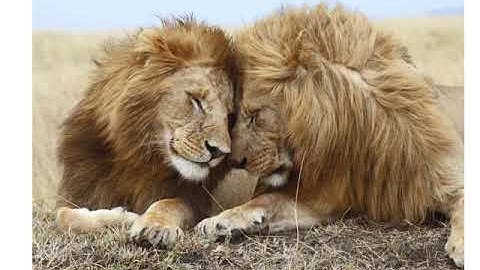 21  Ms  Tooba Nauroze  Animal Form And Function Ii 1