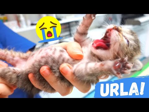 Video: Questo paziente veterinario a 3 zampe è il cucciolo più felice che vedrai per tutto il giorno!