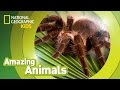 Tarantula 🕷️ | Amazing Animals