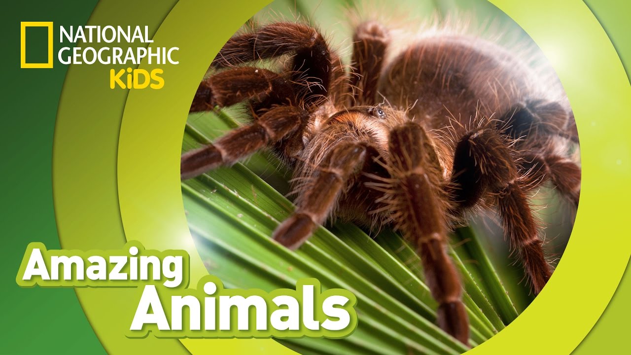 Tarantula 🕷️ | Amazing Animals