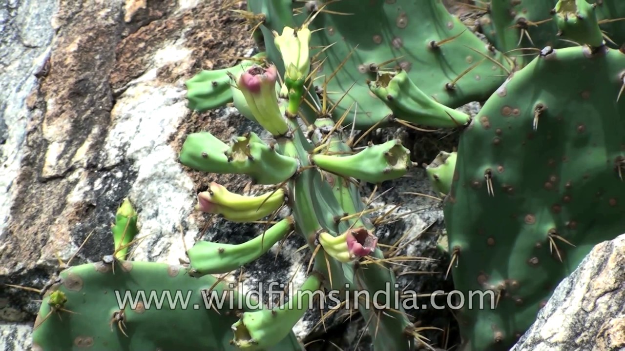 Prickly pear cactus or Opuntia - YouTube