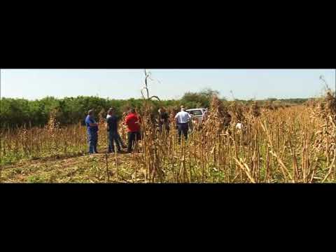 აზიური ფაროსანას გავლენა სიმინდის მოსავალზე