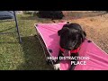 Izzy Impulse Control Charlotte Dog Trainers Izzy Impulse Control Charlotte Dog Trainers
