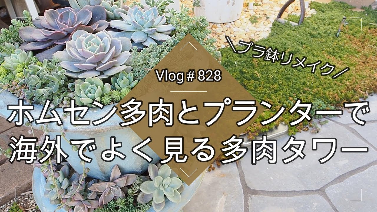 【Vlog828】【多肉植物】ホムセン多肉とプランターで海外でよく見る多肉タワー【プラ鉢リメイク】【寄せ植え】