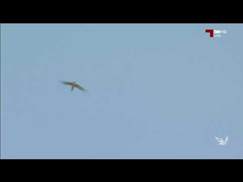 هدد طير سعيد حسن سعيد النعيمي في بطولة هدد التحدي لمهرجان مرمي