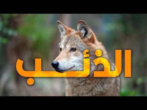 الذئب الملك غير المتوج