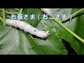 群馬の養蚕（蚕の飼育解説ビデオ）