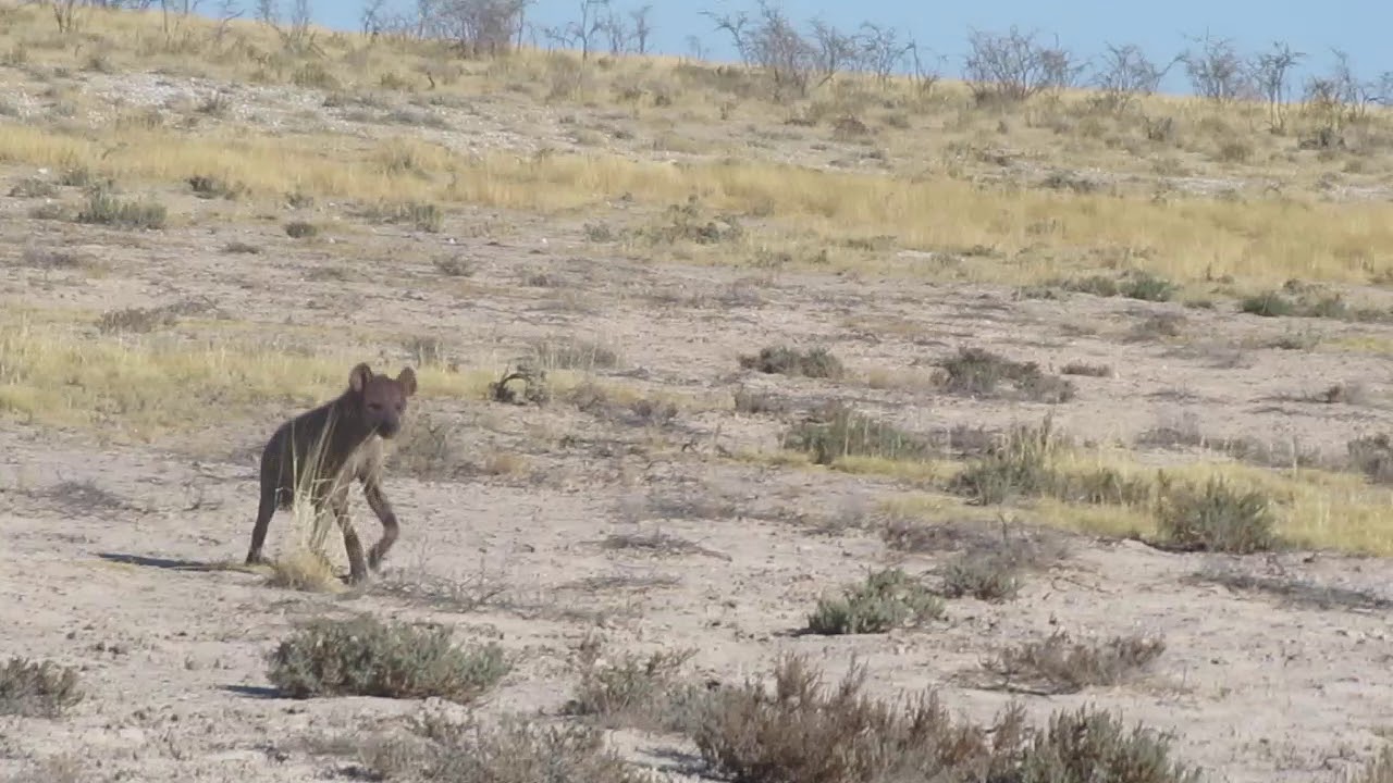 conan exiles hyena armor conan exiles hyena armor
