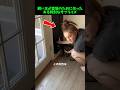 かわいい猫のためにサプライズ!? #猫 #癒し動画