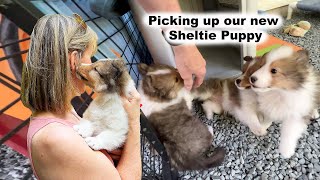 Getting our new Sheltie Puppy! 🐶💕 by Burke BunchTV 2,208 views 1 year ago 8 minutes, 52 seconds