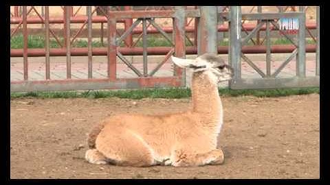 Зоопарк  ламы