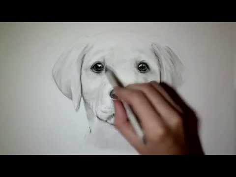 Comment Dessiner Un Chien Tutoriel Youtube