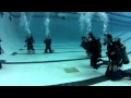 OPEN WATER DIVE POOL TRAINING -SQUALUS MARINE DIVERS
