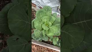 #collardgreens #garden #gardening #growth #hobby #subscribe #subscribers #shorts #short #shortvideo