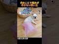犬のことで悩みが尽きない飼い主