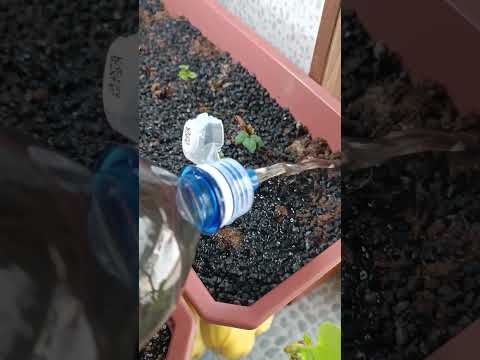 зимняя подкормка клубники