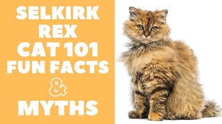 Selkirk Rex Cats 101 : Fun Facts & Myths